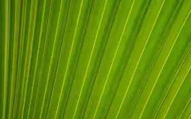 гиб, униформа, стратегия