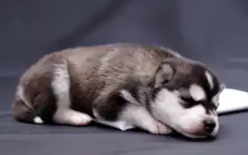 спать, хаска, щенок