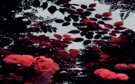 фото, цветы, растение