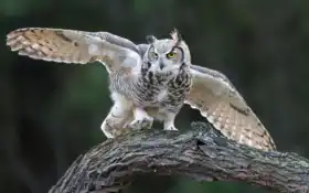 сова, племена, животное