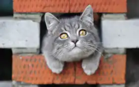 кот, короткошерстный, серый