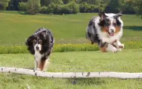 австралиец, овчарка, собака