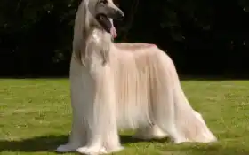 гончая, афганская собака, кобака