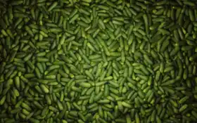 закрыть кучу огурцов в мусорном баке