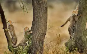 детёныш, гепард, сохранение