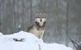 волк, фото, семья