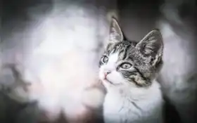 кот, котенок, фото