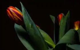 есть два красных и желтых тюльпана в вазе