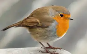 малиновка, птица, сад