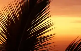 фото, ладонь, ладонь