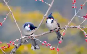 птица, дерево, весна