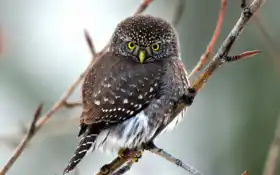 сова, пигмей, птица