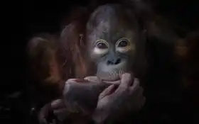 обезьяна, орангутан, животное