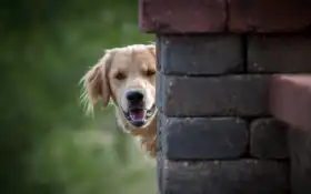 ретривер, золотистый