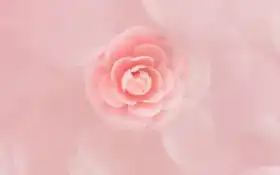 цветы, взлёт, розовый