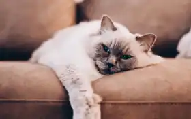 плоский, кот, питомец