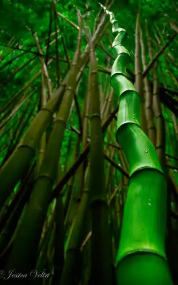 бамбук, растение