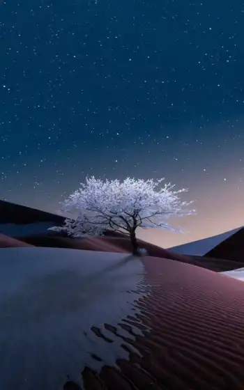 дерево, дюна, ночь, пейзаж, пустыня, звезда