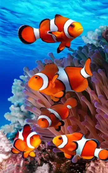 coral, fish, риф