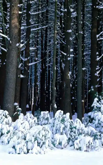 снег, лес, деревья