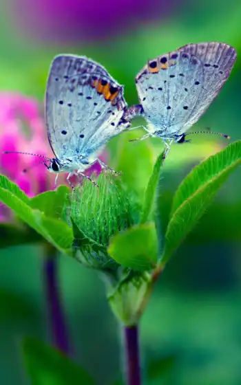 бабочка, blue