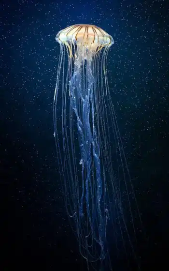 jellyfish, wikipediajellyfish, 