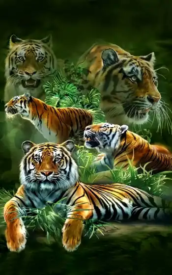 live, free, экран, tigers, 