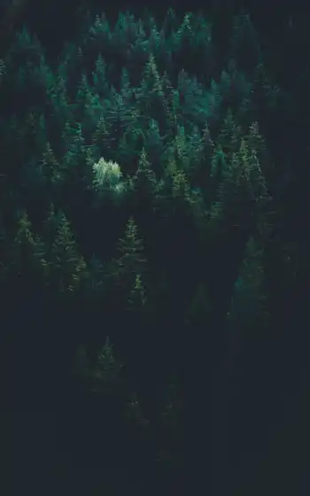 тьма, лес