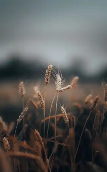 поле, другие, там, пшеница, рост