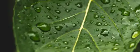 drop, leaf, wet, mobile