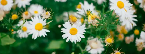 daisy, aliexpress, pixabay, бесплатные, фото, фото, цветы,