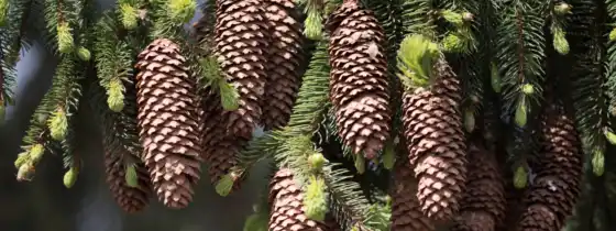 cone, pine