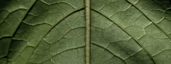 зелёный, leaf, во