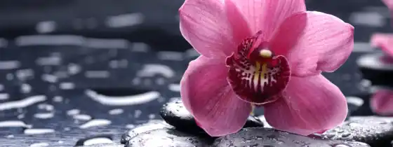 орхидеи, коврики, орхидеи, цвет, розовый, розовый, черный,