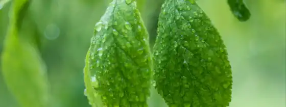 drop, leaf, зелёный