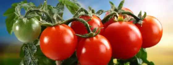 помидоры, томаты, производить, 