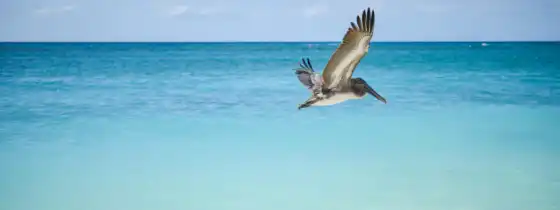 летающие, со, бесплатные, пеликаны, океан, фото, запас, море, изображения, вода,