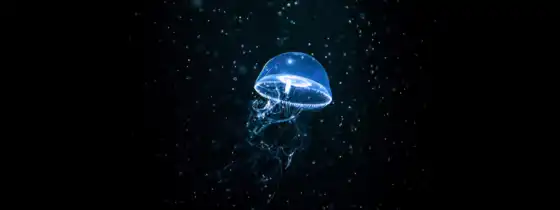 jellyfish, iphone, desktop, free, widescreen, 