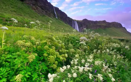 исландия, горы, холмы, цветы, трава, утро, зелень, сиреневое, водопад, облака, небо, 