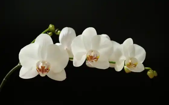 орхие, орхидеи, белое, фагенс, униформы, униформы, цвет, черный,