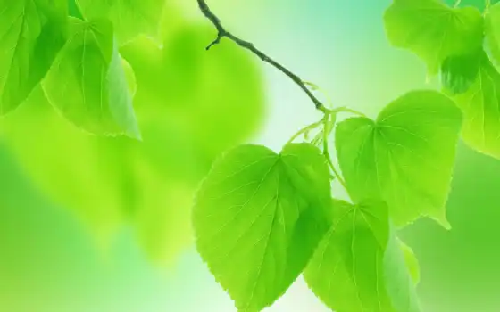 лист, зеленое, природа, funart