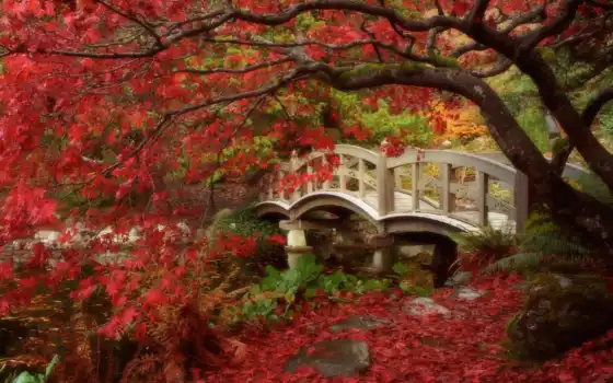 японский, сад, сады, идеи, мост, сидение, дизайн, правительство, задний двор,