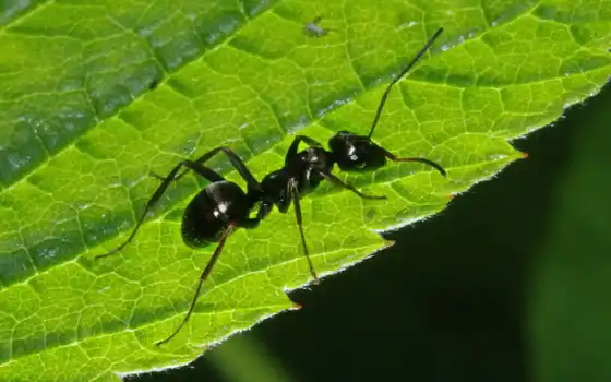 ant, leaf, black, images, макро, фото, yükle, stock, 