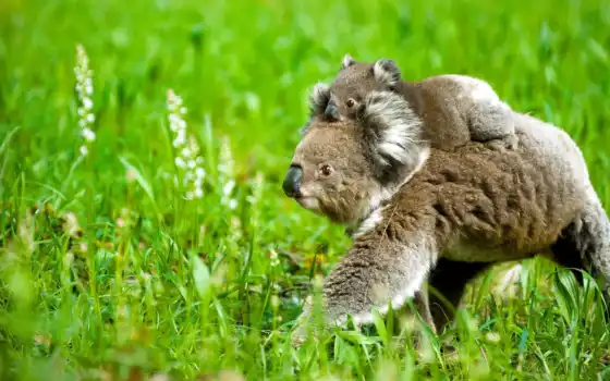 коалы, коала, коллекцию, посмотрите, коллекциях, природе, яndex, трава, природа, медвежонок, 