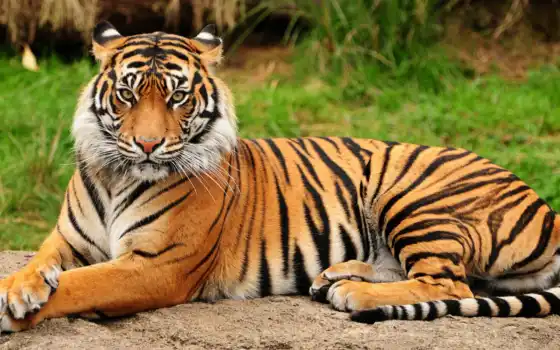 тигр, день, зоопарк, Индия