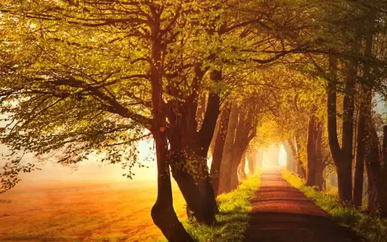 аллея, деревья, осень, дорога, туман, природа, дороги, 