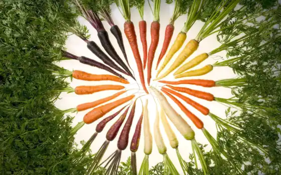 морковь, полезные, свойства, моркови, полезных, 