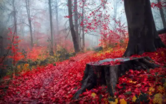 лес, осень, ли, мартха, пейзаж, телефон, русский, ретро