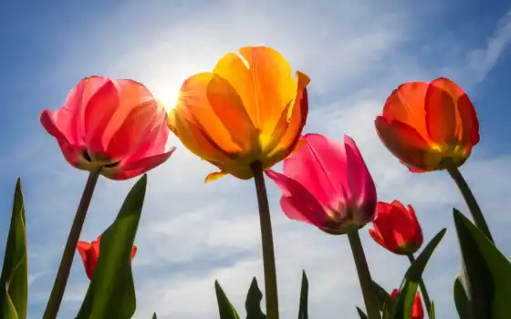 gullar, tulipane, pantalla, libre, allado, primavera, azul, cielo, colorido, descargar