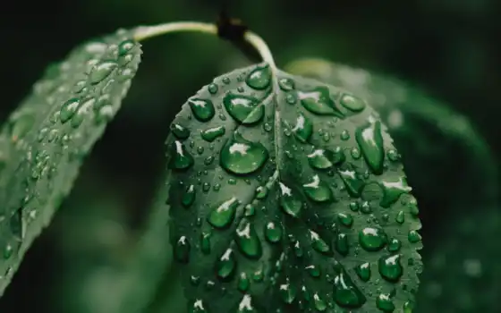 leaf, drop, растение, зелёный, капелька, water, dark, wet, фото, лист, марк